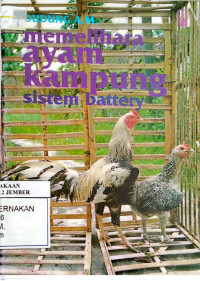 Image of Memelihara Ayam Kampung Sistem Battery